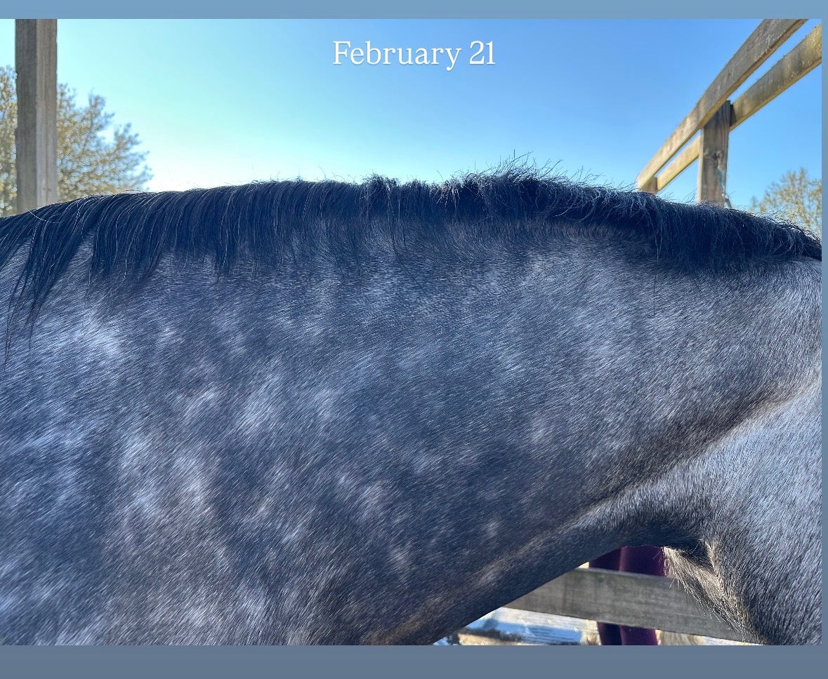 Equine Maintenance Balm
