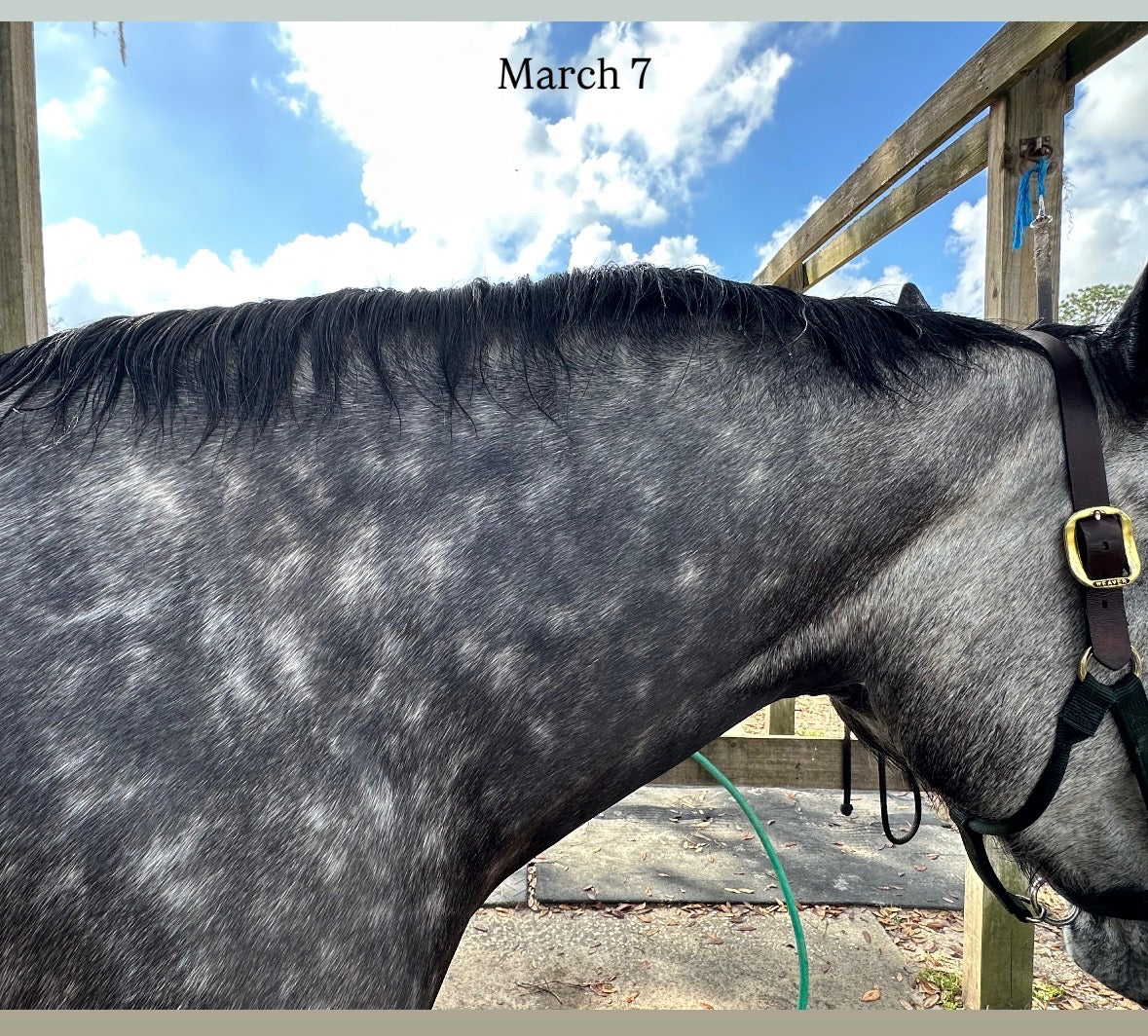 Equine Maintenance Balm