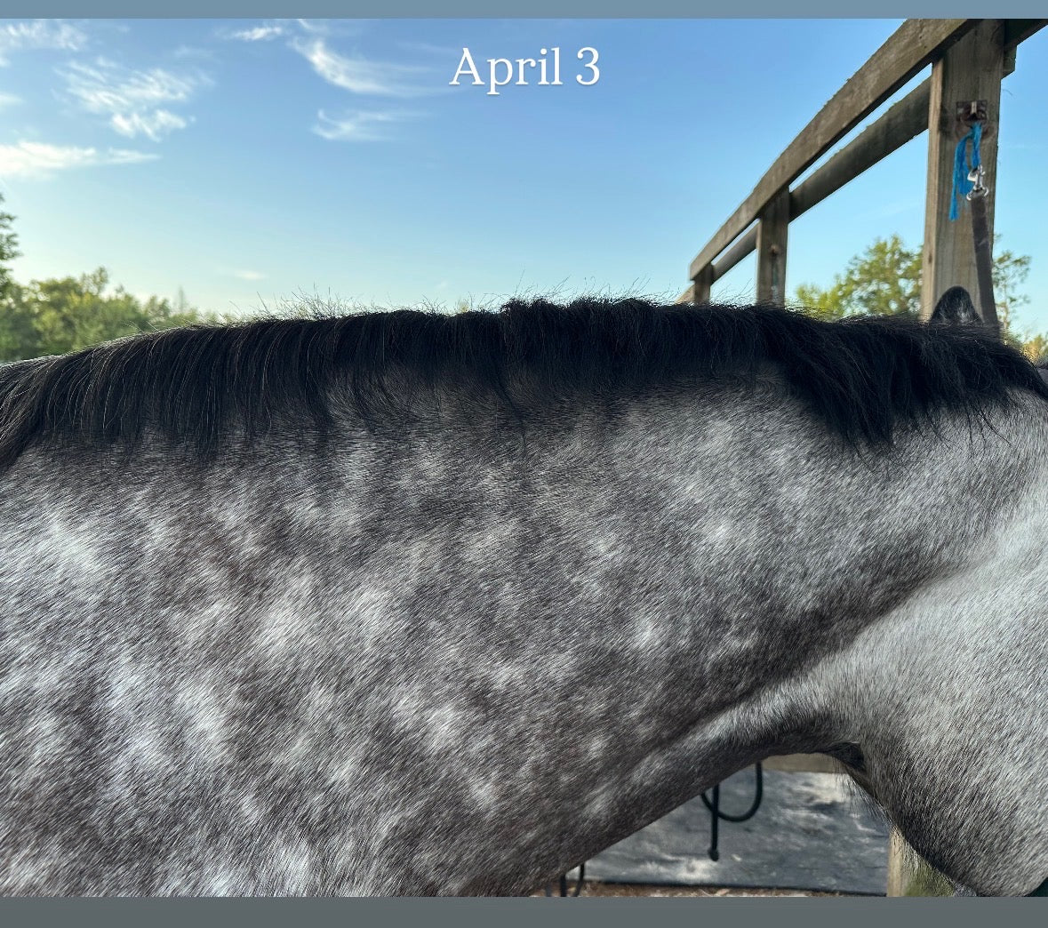 Equine Maintenance Balm